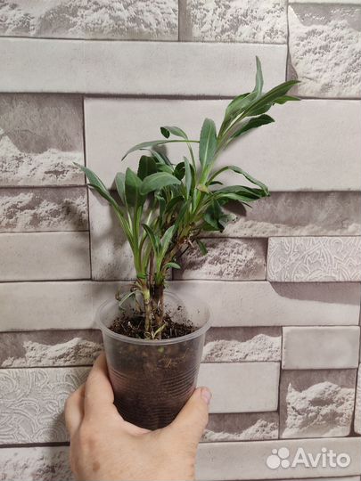 Кануфер, пиретрум бальзамический