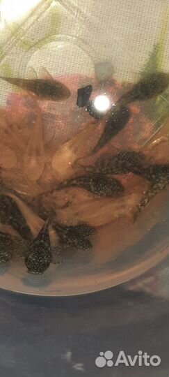 Аквариумные рыбки сомики анцитрусы