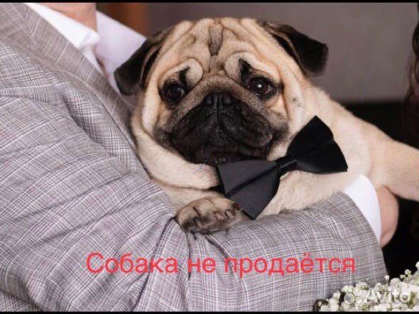 Мопс вязка мальчик(собака не продаётся)