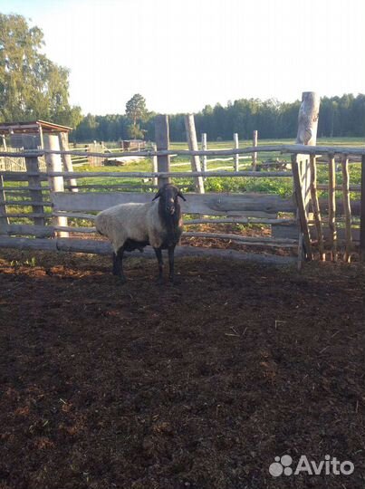 Бараны гиссарские