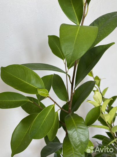 Фикус микрокарпа гинсенг