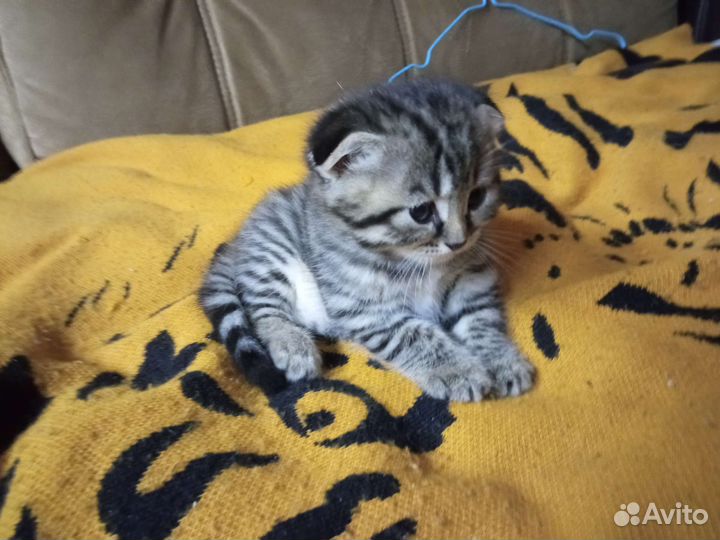 Котёнок