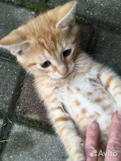 Рыжий котенок мальчик в добрые руки. Ласковый