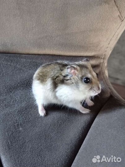 Джунгарский хомяк