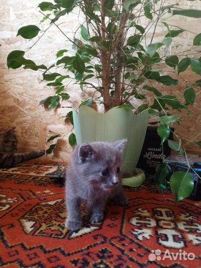 Котята отдам бесплатно