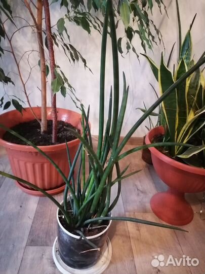 Продам цветы комнатные