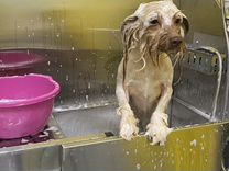Ванная для груминга собак вешало для туш из нержав