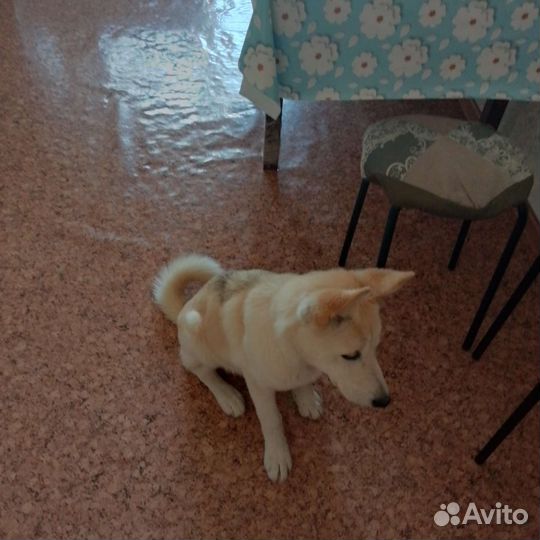 Собака дворняжка