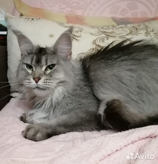 Котята мейн-кун