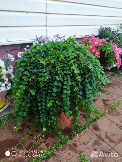 Лизимахия.Вербейник монетчатый