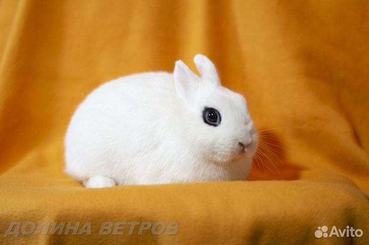 Кролики хототы от импортных производителей