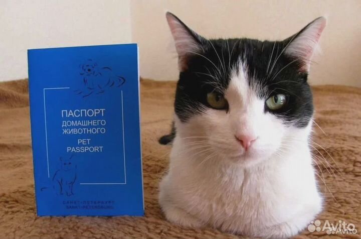 Ветеринарный паспорт, титры, справка Ф1