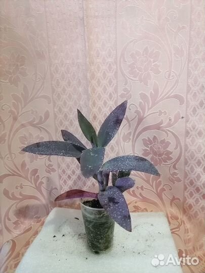 Традесканции, пилеи