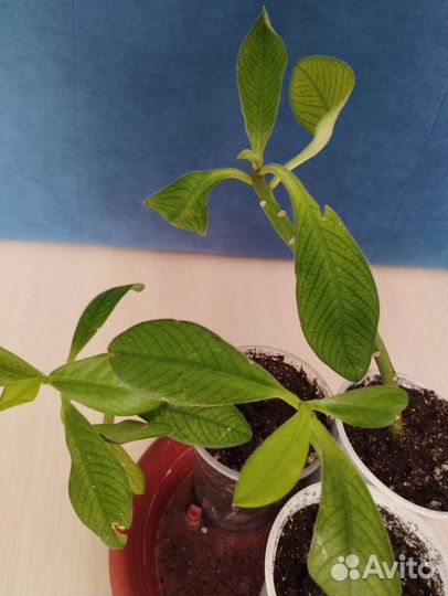 Комнатные растения бесплатно