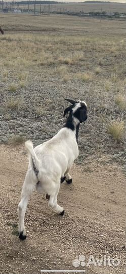 Бурские козлы