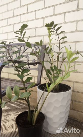 Замиокулькас