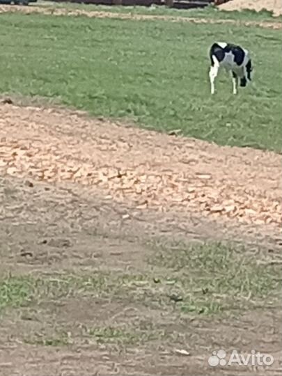 Бычки и телята