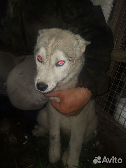 Щенок хаски