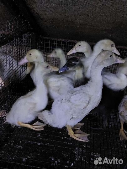 Молодняк птицы