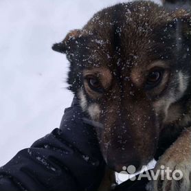 В Якутске собаки загрызли человека. Кто виноват? | Пикабу