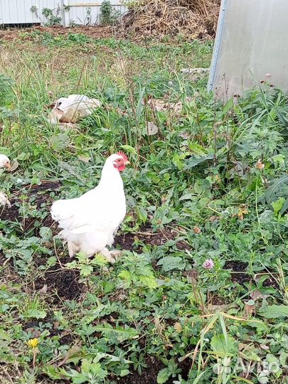 Петушки кохинхина