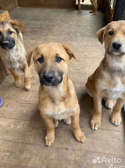 Щенок мальчик