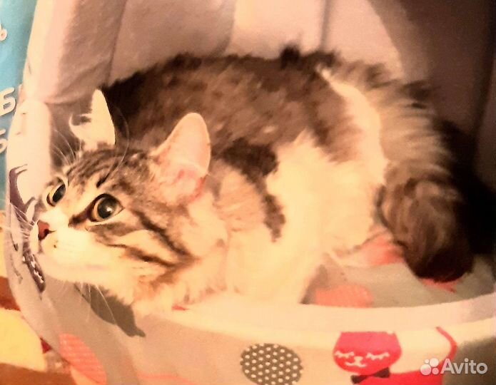 Чудесный котик матис