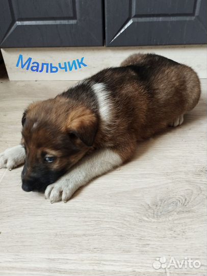 Собаки щенки немецкая овчарка бесплатно