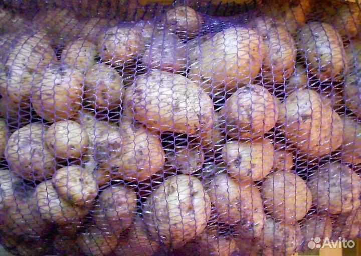 Продам картофель