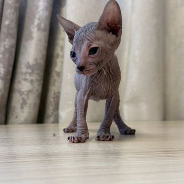 Канадский сфинкс котёнок