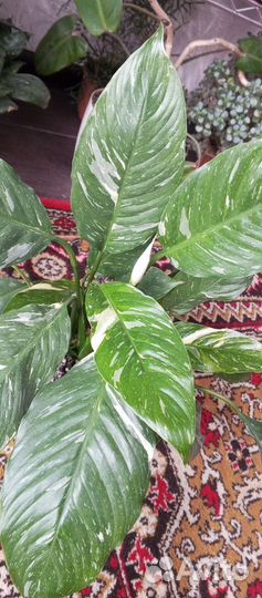 Спатифиллум джемини