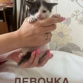 Котята в добрые руки бесплатно