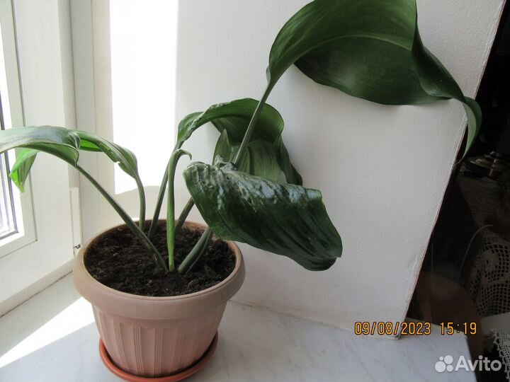 Комнатные растения Эухарис