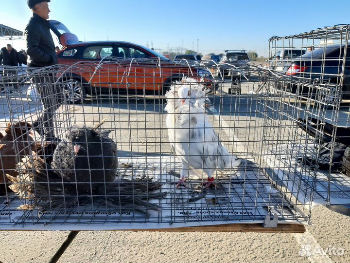 Продажа голубей