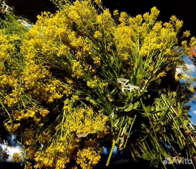 Сурепка (сурепица) и гулявник лекарственный