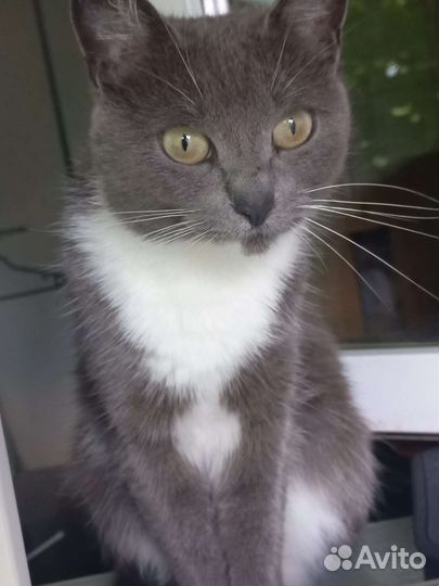 Кошка в дар