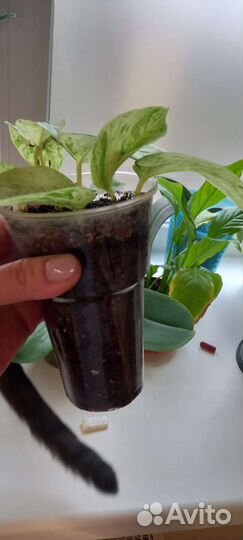 Комнатные растения