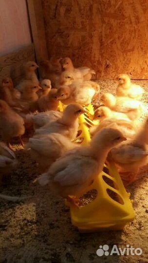 Цыплята бройлеры