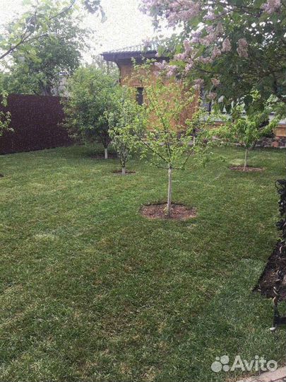 Укладка рулонного газона эконом