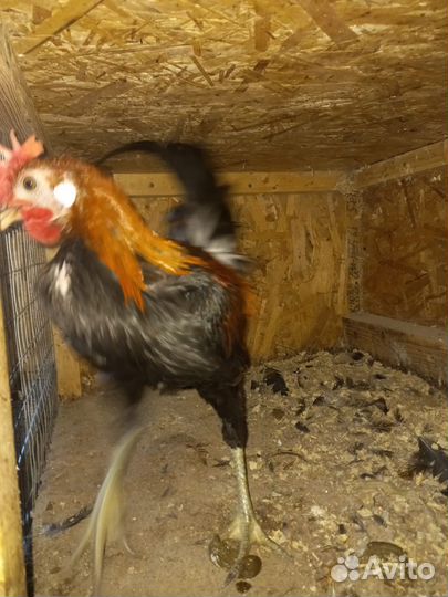 Аям Китава смеющейся петух