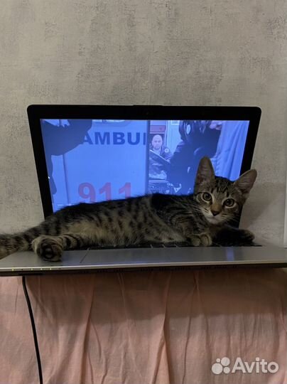 Котята в добрую семью