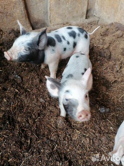 Поросята ландрас+большая белая