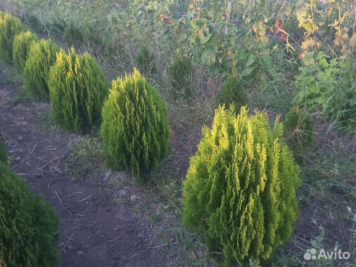 Туя аурея нана