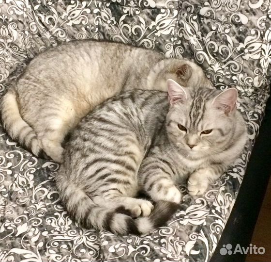 Вязка кот шотландец