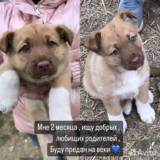Щенок в добрые руки