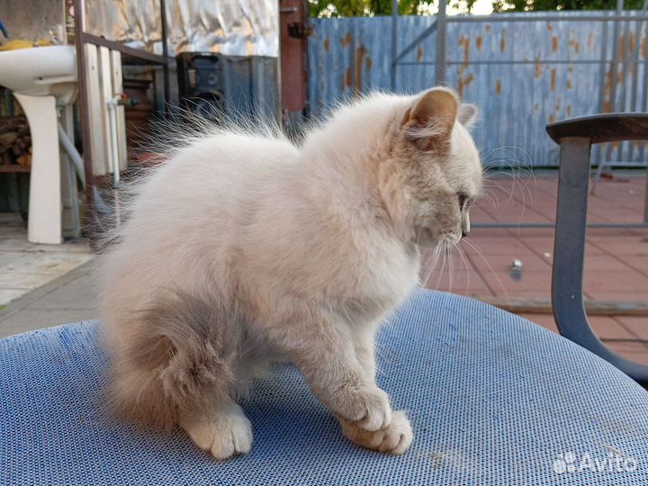 Шотландская вислоухая