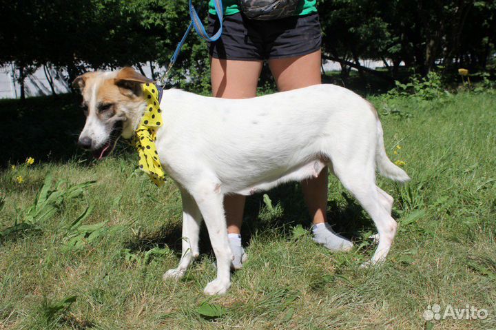 Скарлетт-дружелюбная, мололая собачка ищет дом