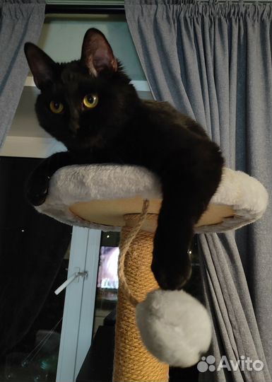 Самый лучший кот ищет своего человека