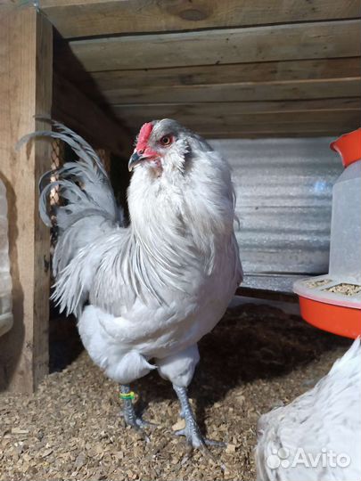 Амераукана лаванда