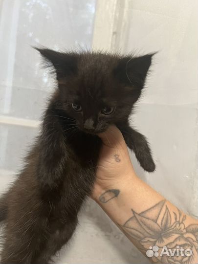 Отдам котят